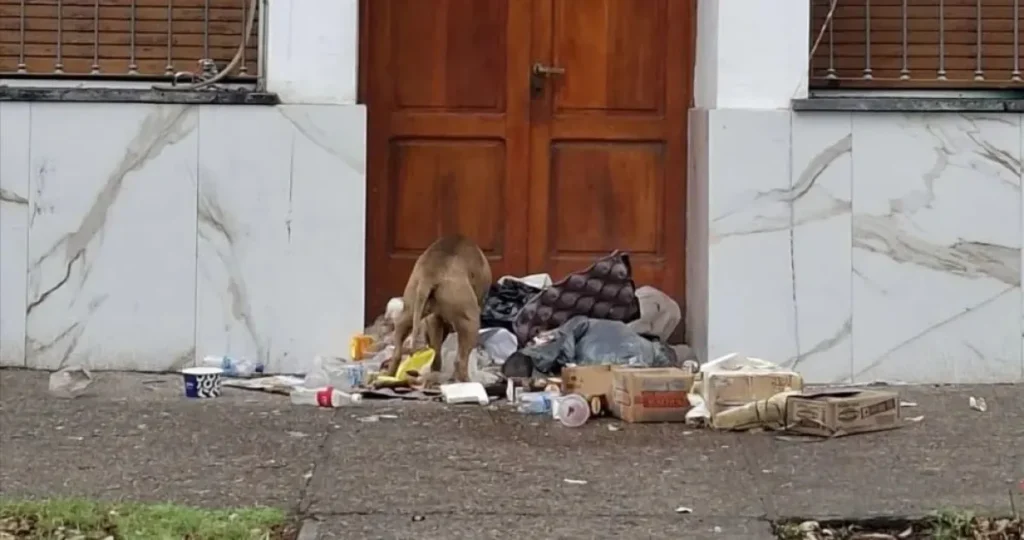 Basura frente al municipio: una postal de la crisis en Allen