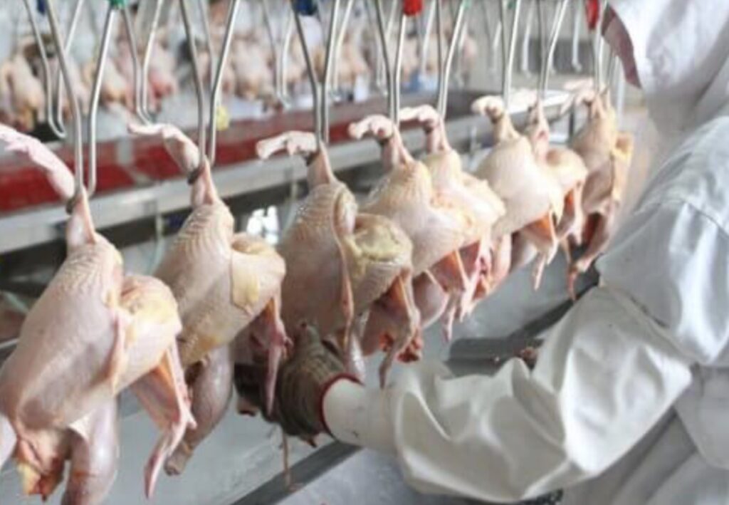 Argentina volverá a exportar pollo a Europa