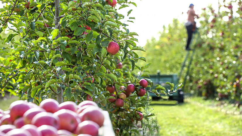 Emergencia agropecuaria por heladas y granizo en Río Negro