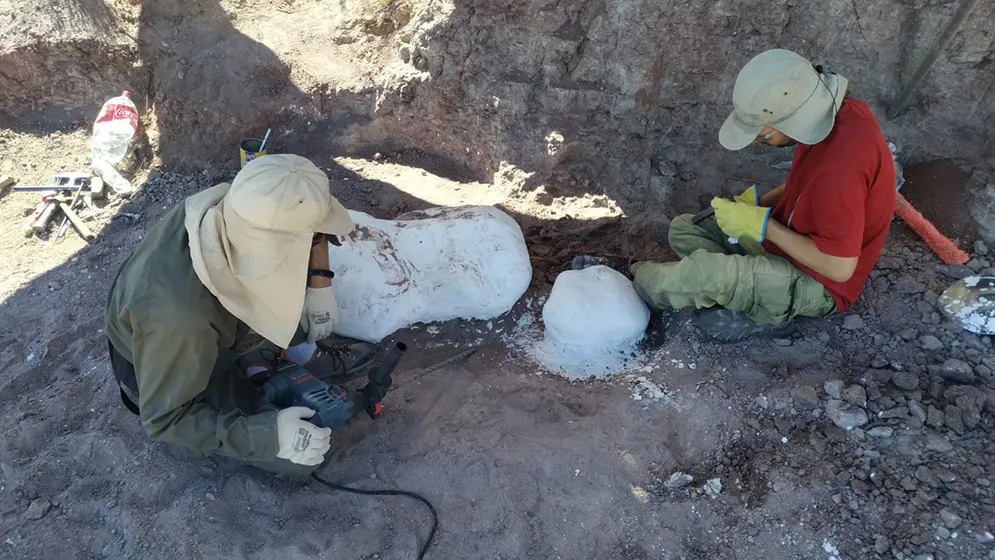 Restos de dinosaurios acorazados reescriben el registro regional