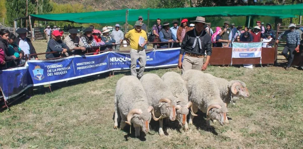 Producción ovina: nueva feria de reproductores en la región