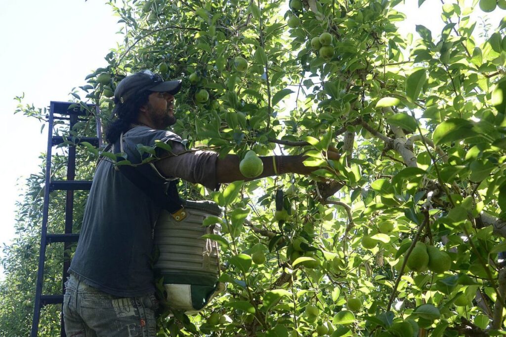 Trabajadores golondrina llegan sin empleo asegurado