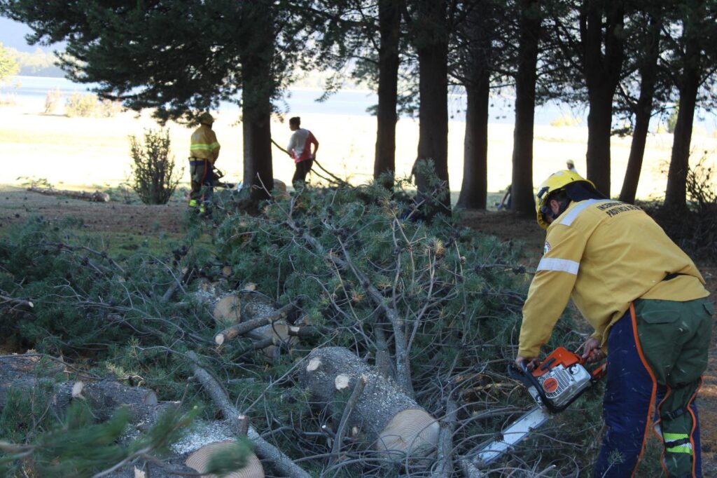 Trabajos forestales para recuperar un mallín clave en Moquehue