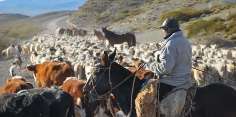 Trashumancia en marcha: recomiendan extremar cuidados al manejar