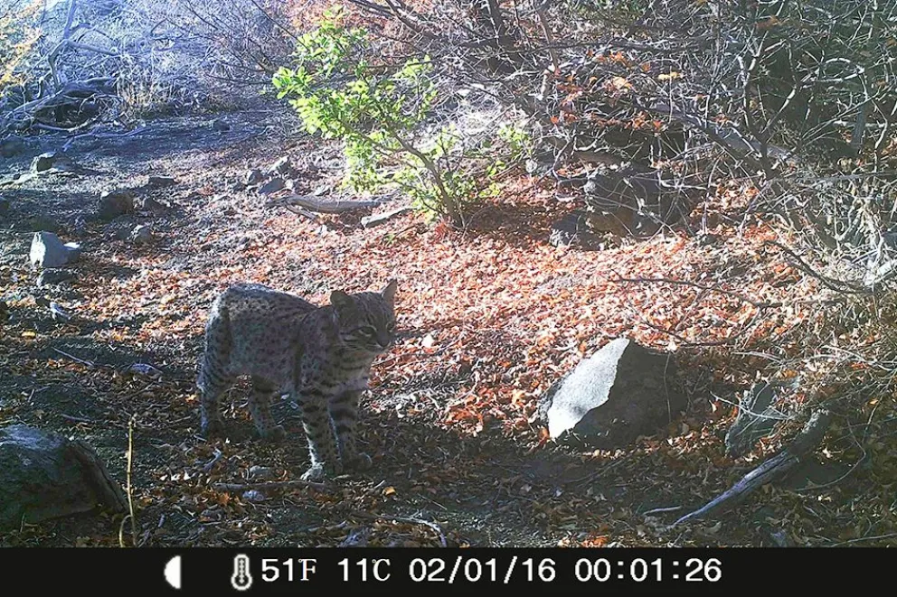 Cámaras trampa aportan datos sobre fauna en la provincia