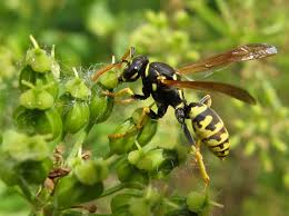 Murió tras sufrir múltiples picaduras de chaquetas amarillas