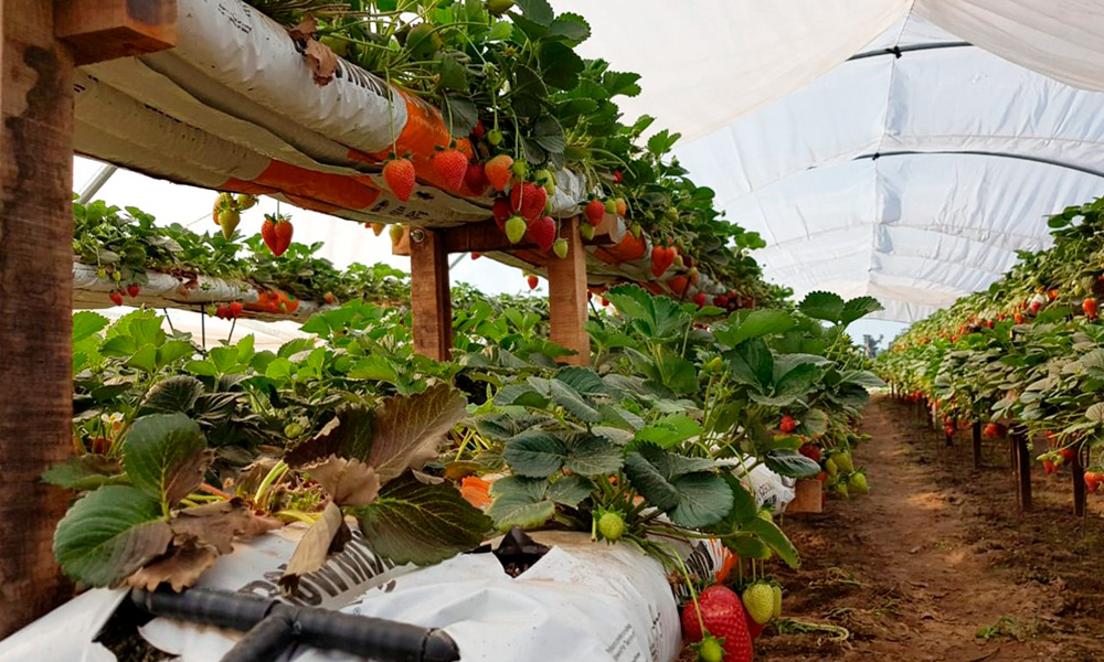 Hidroponía: un modelo productivo que crece en Plaza Huincul