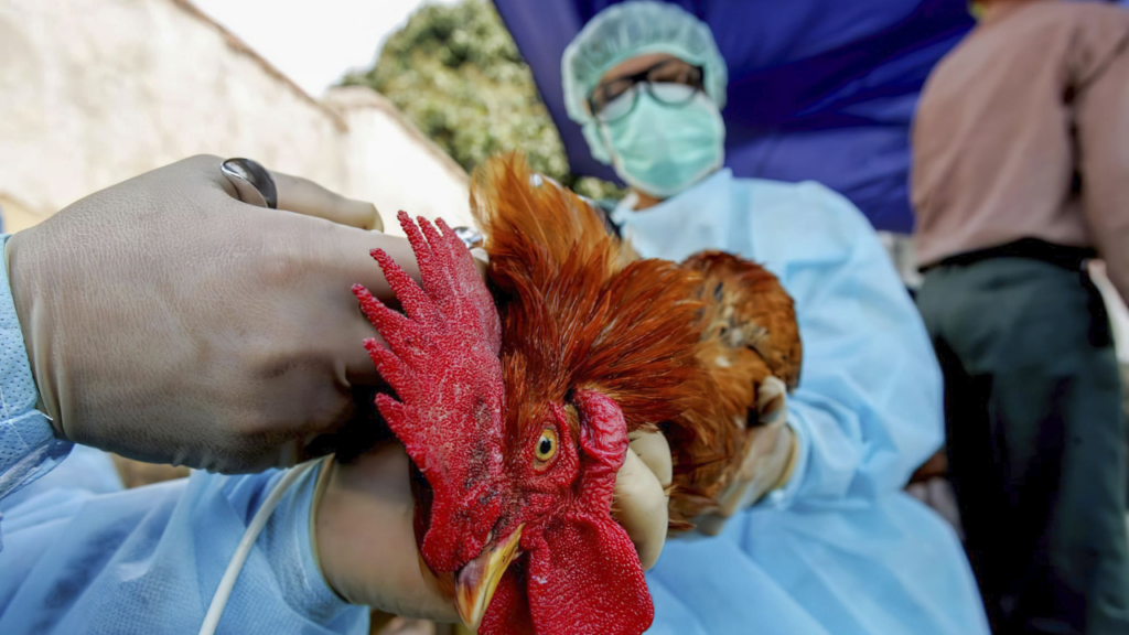 Detectan un caso de gripe aviar H5 en Cinco Saltos