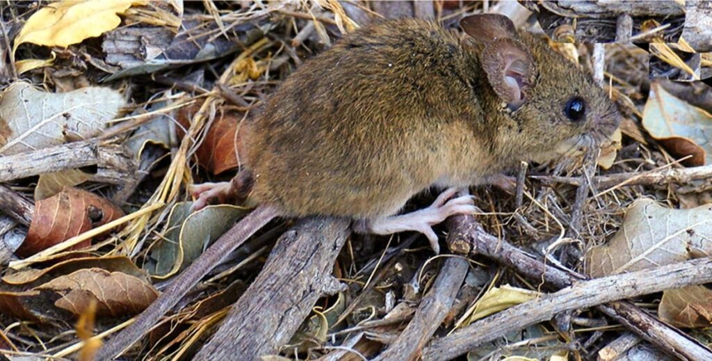 Hantavirus: síntomas y prevención en la región