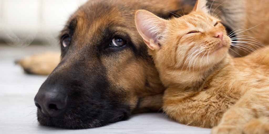 29 de abril, Día del Animal