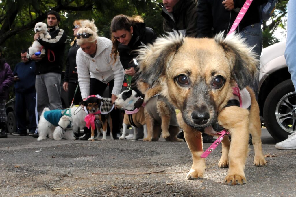La ciudad despliega operativos y jornadas para mascotas
