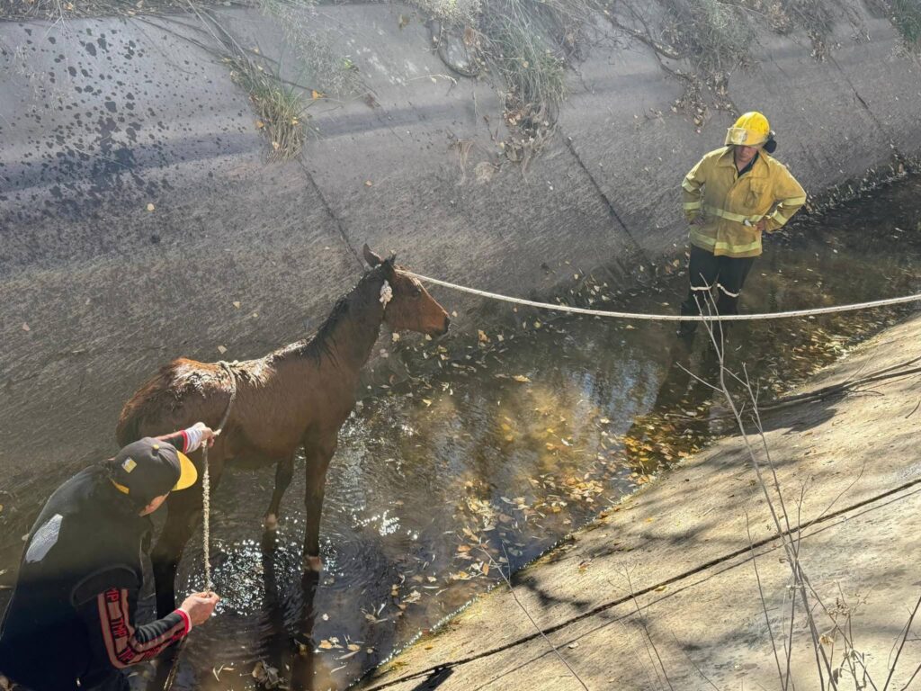 Bomberos de Centenario salvaron a una potranca atrapada en un canal