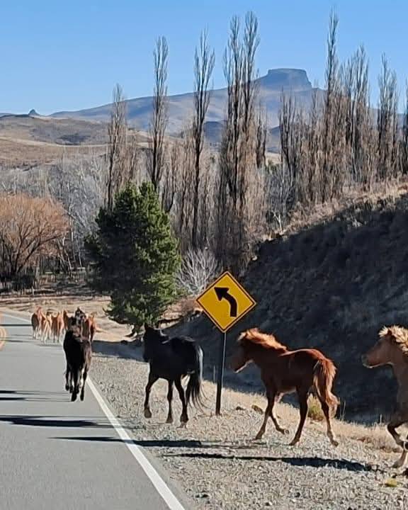 Trasladaron caballos sueltos cerca de la Ruta Provincial 23