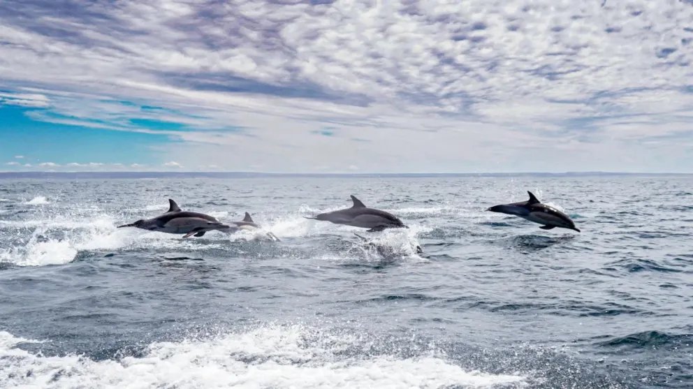 Delfines en Las Grutas, la imagen que ganó un concurso