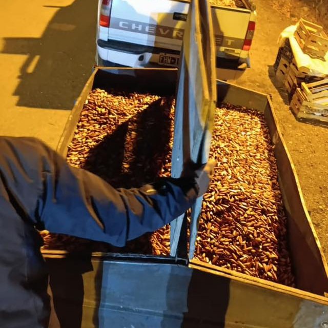 Secuestran más de 2.600 kilos de piñones