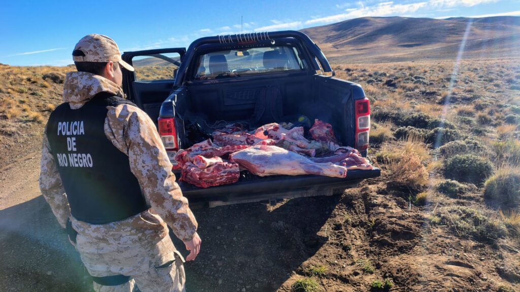 Bariloche: incautaron carne vacuna sin certificación del SENASA
