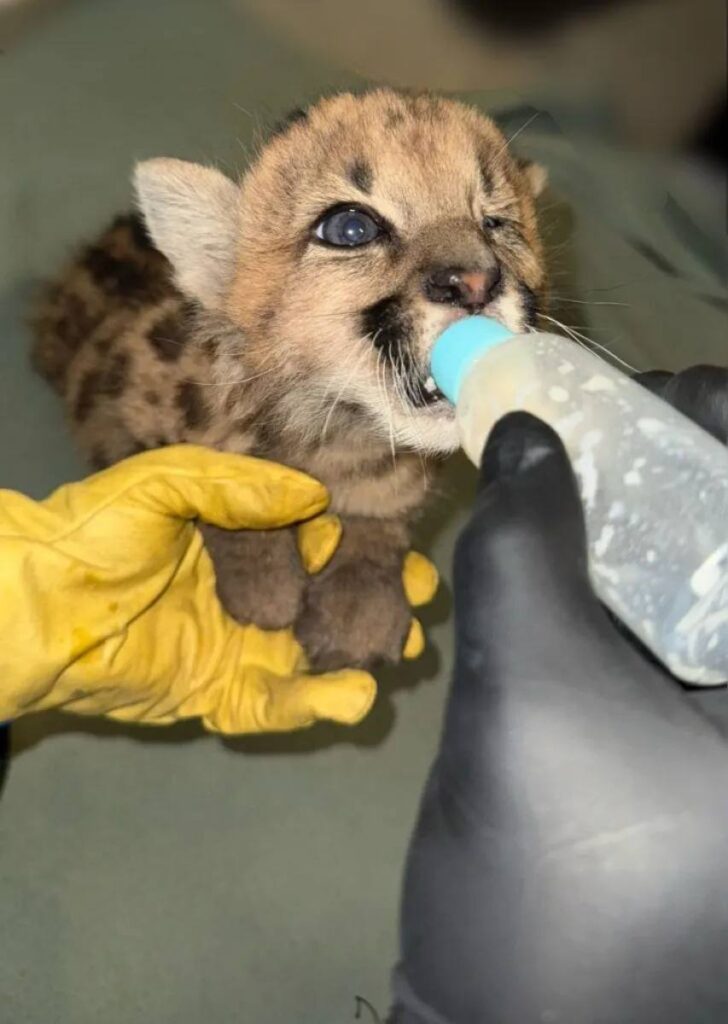 Bubalcó recibió al cachorro de puma salvado en Ruta 40