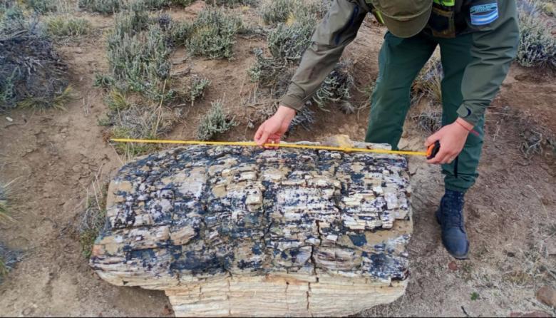 Descubrieron un bosque petrificado de 50 millones de años