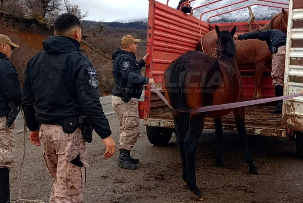 Infraccionan a propietarios por animales en la Ruta 40