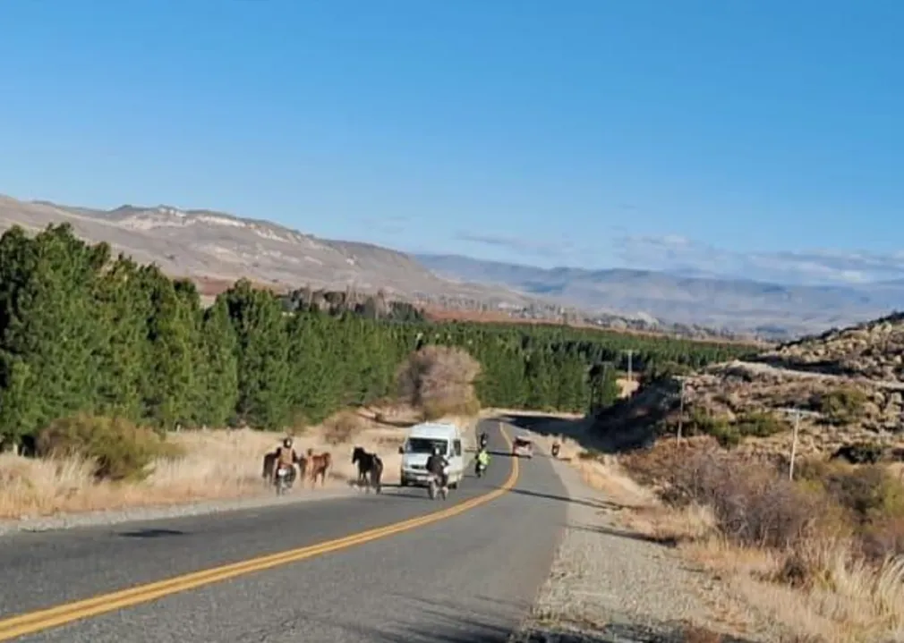 El Gobierno endurece las sanciones por animales en las rutas