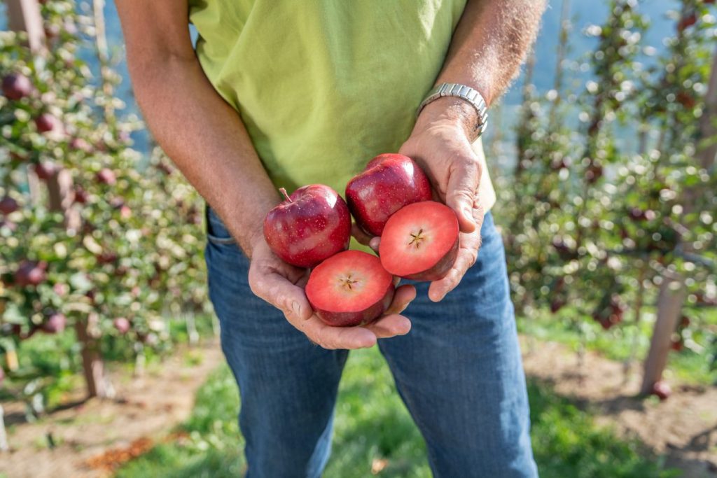 Manzanas de pulpa roja ganan terreno en el Alto Valle