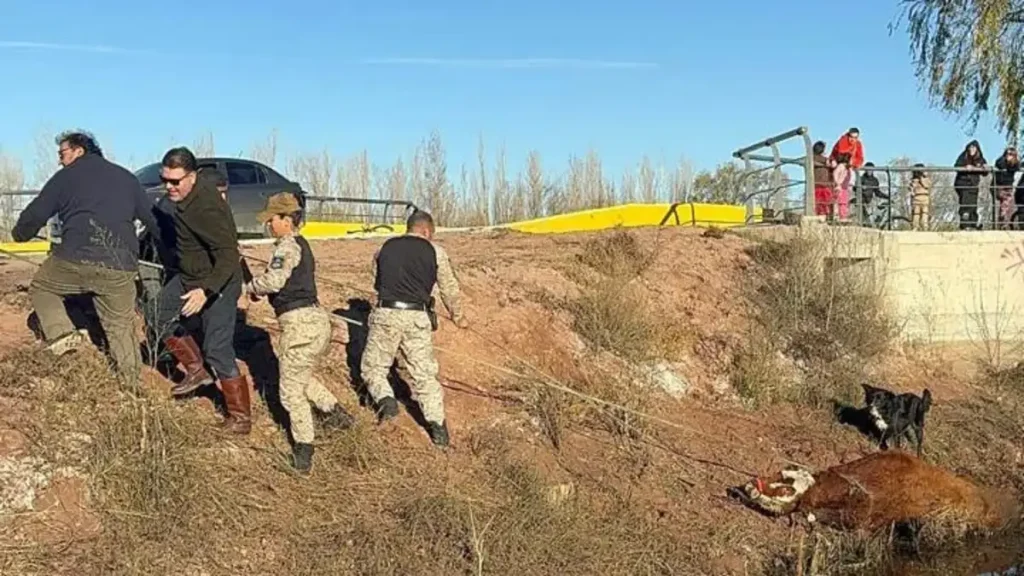 El rescate de una vaca movilizó a la Policía