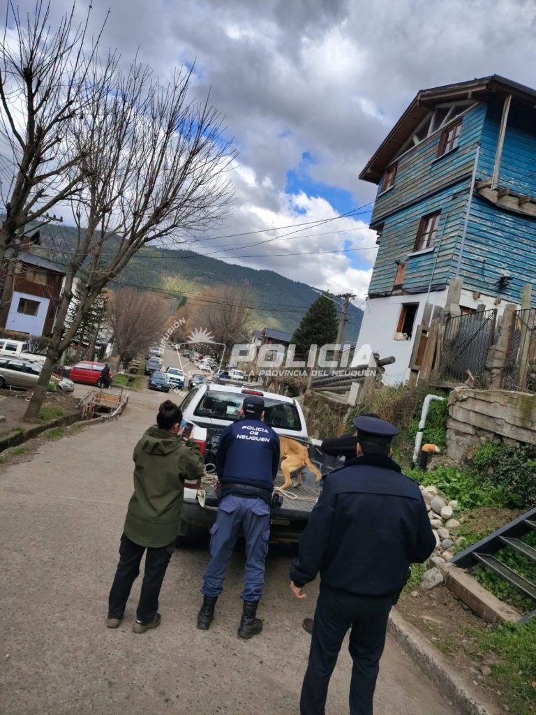 Rescataron un perro tras una denuncia por maltrato