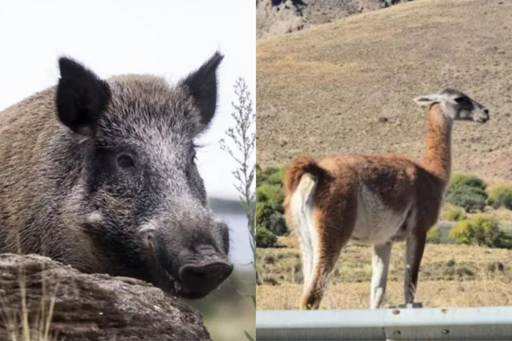 Río Negro busca incorporar la carne de jabalí y guanaco al mercado