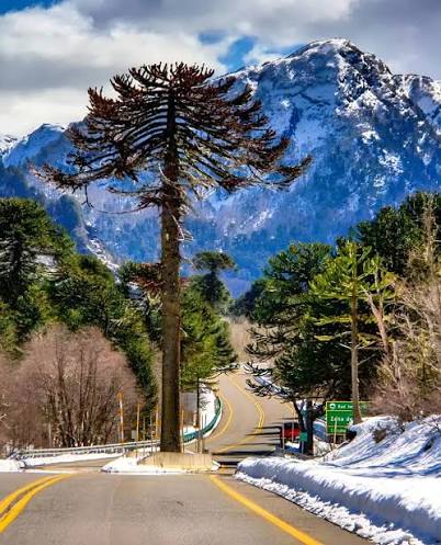 Neuquén proyecta sumar dos nuevos pasos fronterizos pavimentados