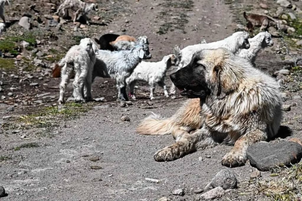 Pumas, crianceros y perros protectores: una investigación en la estepa neuquina