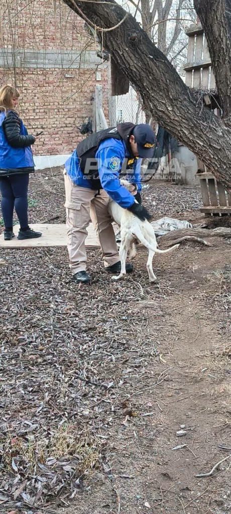 Rescataron a un perro con lesiones durante un operativo por maltrato