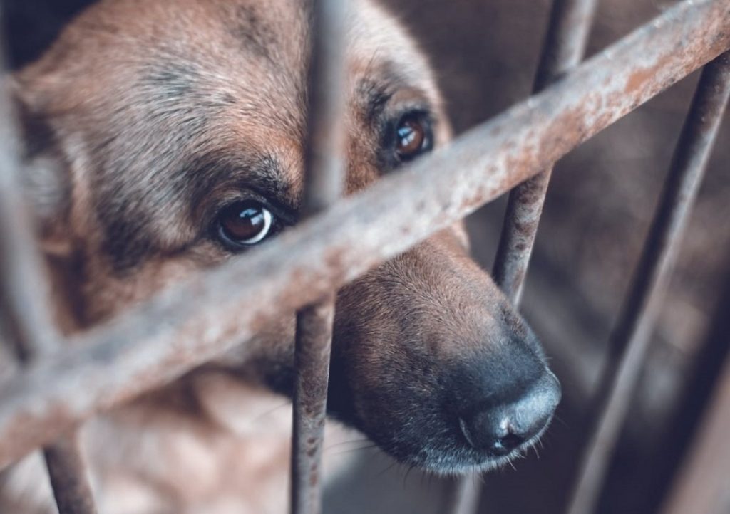 La Fiscalía acusó a un hombre por el presunto maltrato animal en Zapala