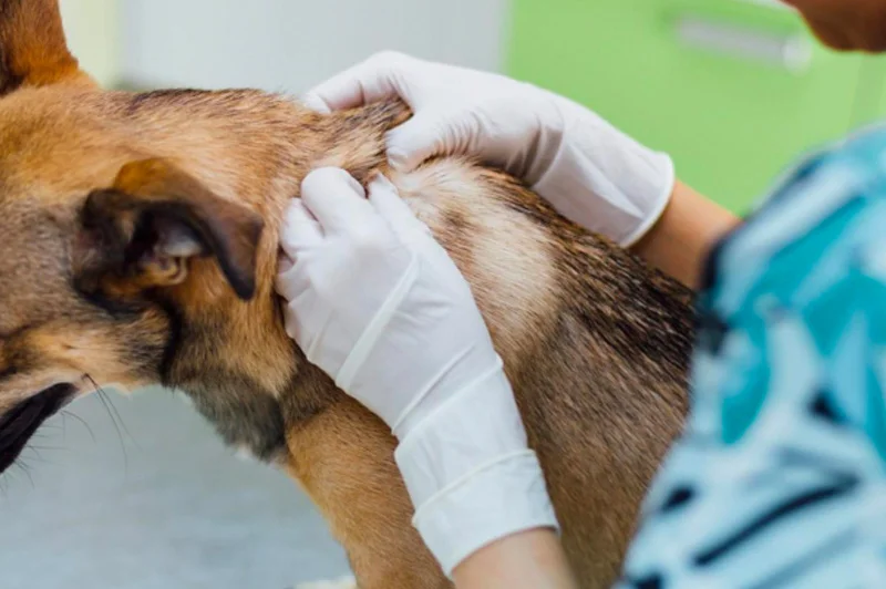 Brigadas de rescate se capacitarán para asistir animales en emergencias