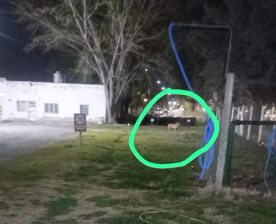 Buscan un puma visto en una zona rural de Fernández Oro