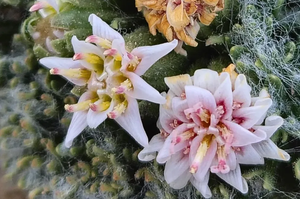 Hallaron una nueva especie vegetal a casi 3.000 metros de altura