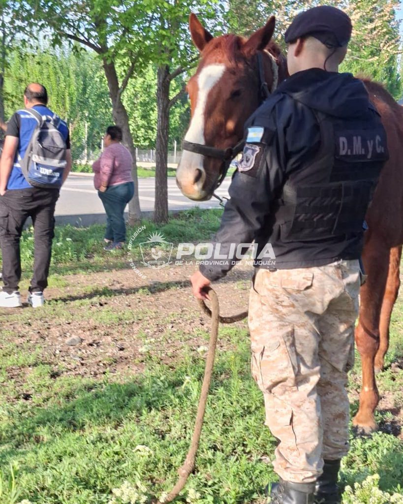 Un caballo suelto en la calle motivó un operativo policial